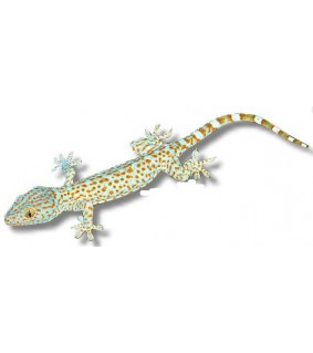 Tokeegekko - Gekko gecko