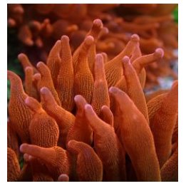 Entacmaea quadricolor (Red) | merivuokko | Akvaariokeidas