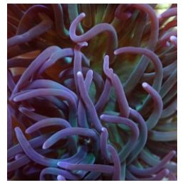 Macrodactyla doreensis (Purple) | merivuokko | Akvaariokeid…