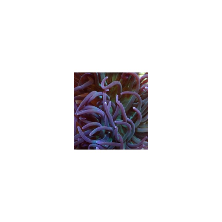 Macrodactyla doreensis (Purple) | merivuokko | Akvaariokeid…