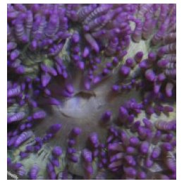 Heteractis aurora (Purple) | merivuokko | Akvaariokeidas