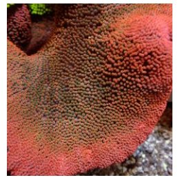 Stichodactyla spp. (Red) | merivuokko | Akvaariokeidas