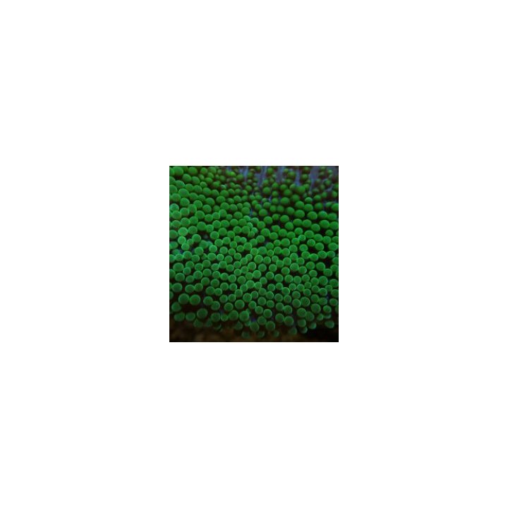 Stichodactyla spp. (Green) | merivuokko | Akvaariokeidas