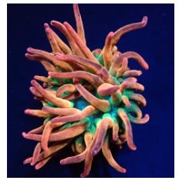 Entacmaea quadricolor (Sunburst-Rainbow) | merivuokko | Akv…