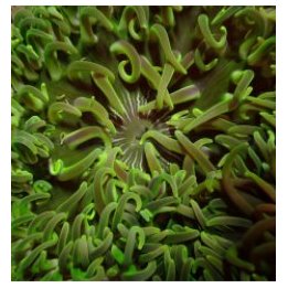 Macrodactyla doreensis (Green) | merivuokko | Akvaariokeidas