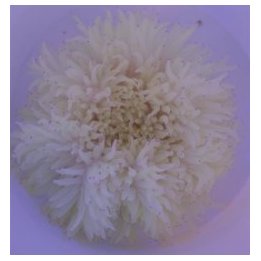 Heteractis crispa (White) | merivuokko | Akvaariokeidas