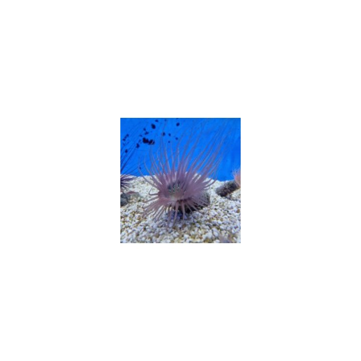 Pachycerianthus spp. (Colored) | merivuokko | Akvaariokeidas