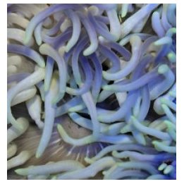Macrodactyla doreensis (Bluish) | merivuokko | Akvaariokeid…