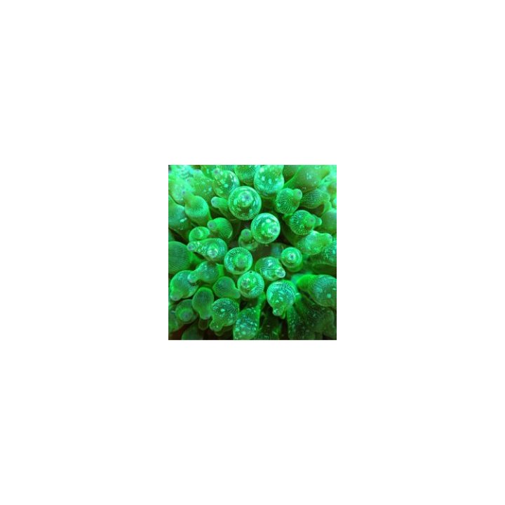 Entacmaea quadricolor (Green) | merivuokko | Akvaariokeidas