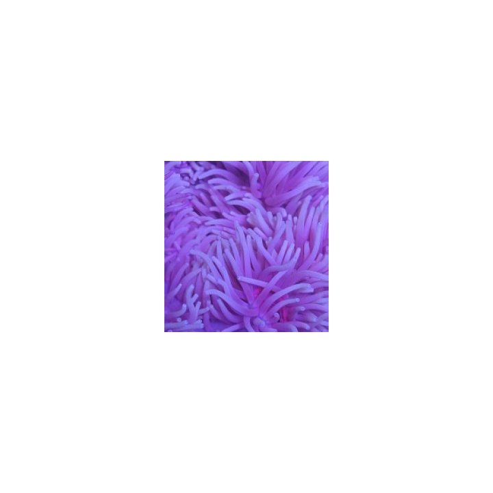 Heteractis crispa (Purple) | merivuokko | Akvaariokeidas