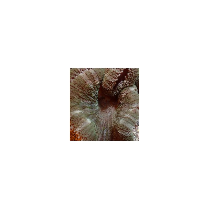 Stichodactyla spp. (Colored) | merivuokko | Akvaariokeidas