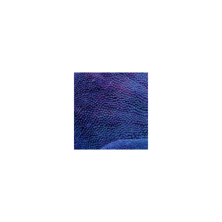 Stichodactyla spp. (Blue) | merivuokko | Akvaariokeidas