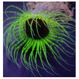 Pachycerianthus spp. (Green) | merivuokko | Akvaariokeidas