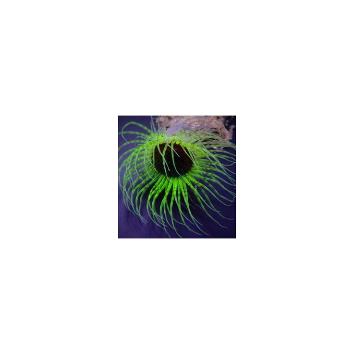 Pachycerianthus spp. (Green) | merivuokko | Akvaariokeidas
