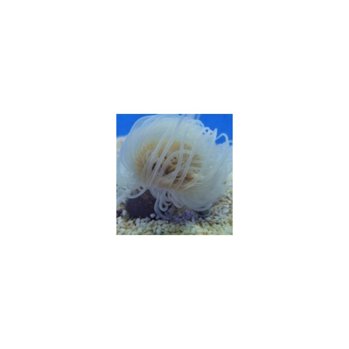 Pachycerianthus spp. (White) | merivuokko | Akvaariokeidas