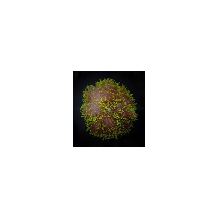 Heteractis aurora (Green) | merivuokko | Akvaariokeidas