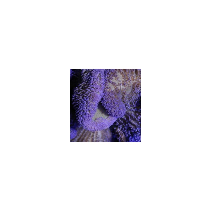 Stichodactyla spp. (Purple) | merivuokko | Akvaariokeidas