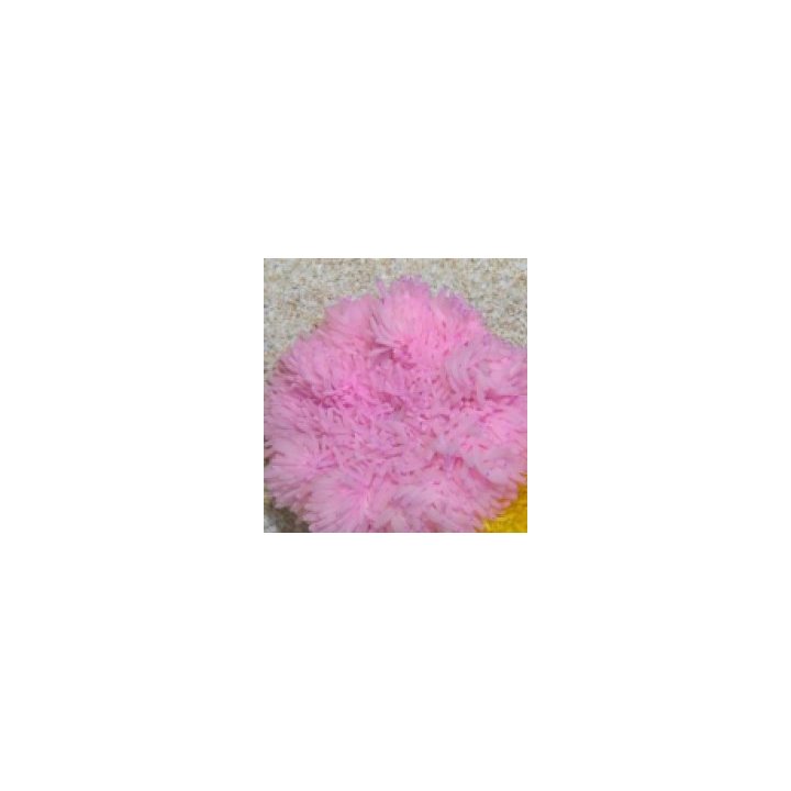 Heteractis crispa (Pink) | merivuokko | Akvaariokeidas
