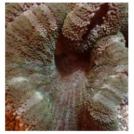 Stichodactyla spp. (Colored) | merivuokko | Akvaariokeidas