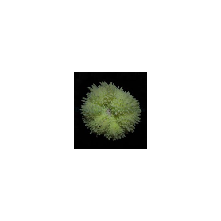 Heteractis crispa (Yellow) | merivuokko | Akvaariokeidas