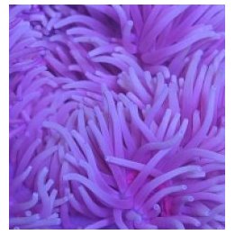 Heteractis crispa (Purple) | merivuokko | Akvaariokeidas