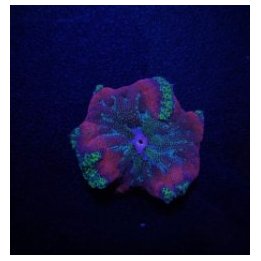 Stichodactyla tapetum (Super colored) | merivuokko | Akvaar…