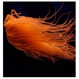 Pachycerianthus spp. (Orange) | merivuokko | Akvaariokeidas