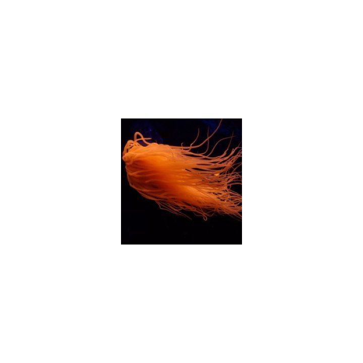 Pachycerianthus spp. (Orange) | merivuokko | Akvaariokeidas