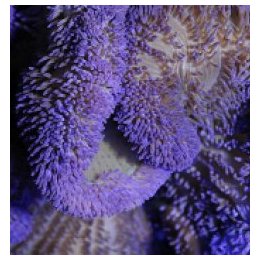 Stichodactyla spp. (Purple) | merivuokko | Akvaariokeidas