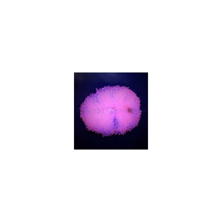 Entacmaea quadricolor (Pink) | merivuokko | Akvaariokeidas