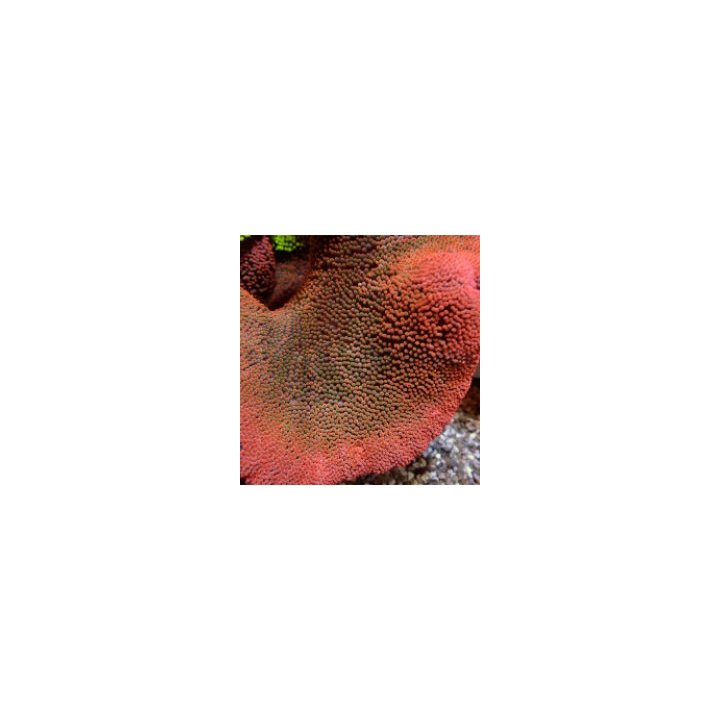 Stichodactyla spp. (Red) | merivuokko | Akvaariokeidas
