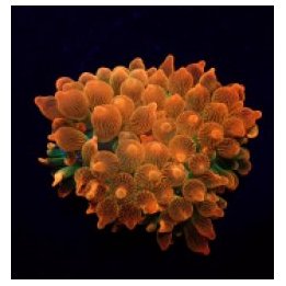 Entacmaea quadricolor (Red-Green) | merivuokko | Akvaarioke…