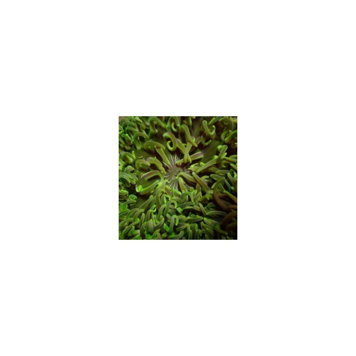 Macrodactyla doreensis (Green) | merivuokko | Akvaariokeidas