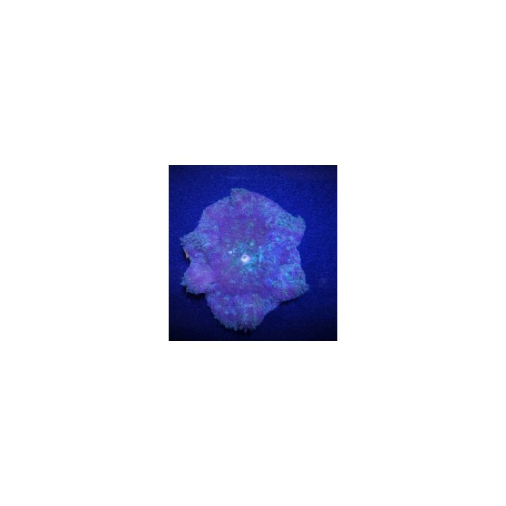 Stichodactyla tapetum (Colored) | merivuokko | Akvaariokeid…