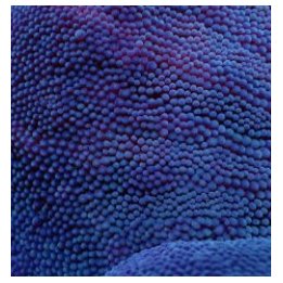 Stichodactyla spp. (Blue) | merivuokko | Akvaariokeidas