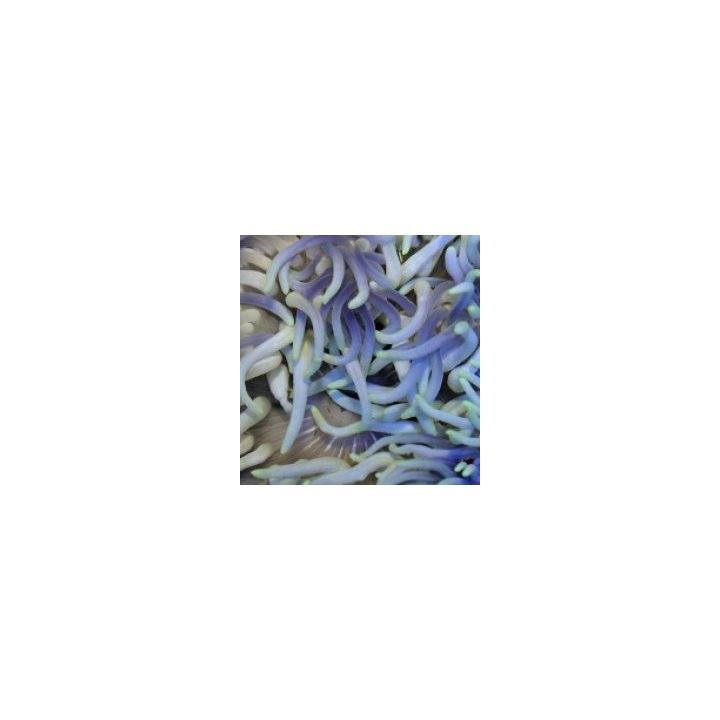Macrodactyla doreensis (Bluish) | merivuokko | Akvaariokeid…