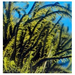 Comatula spp. (Black-Yellow) | piikkinahkainen | Akvaarioke…