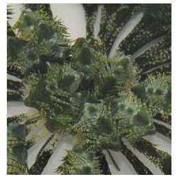 Comatula spp. (Greenish) | piikkinahkainen | Akvaariokeidas