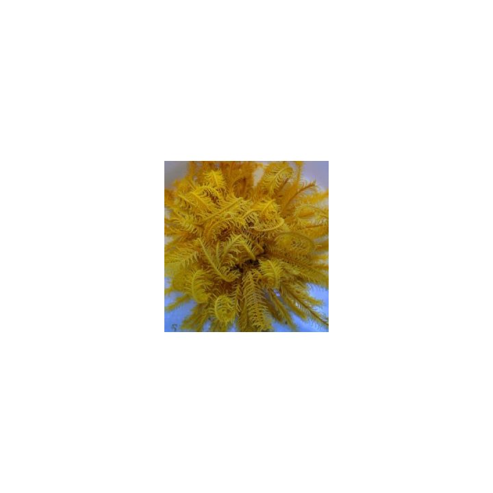 Comatula spp. (Bright Yellow) | piikkinahkainen | Akvaariok…