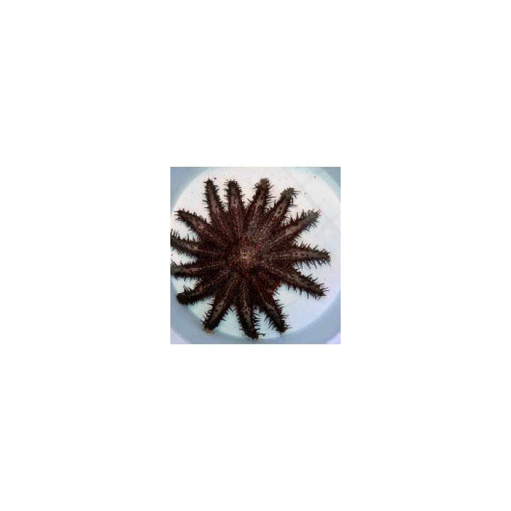Acanthaster planci | piikkinahkainen | Akvaariokeidas