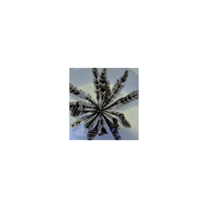 Comatula spp. (Black-White) | piikkinahkainen | Akvaariokei…