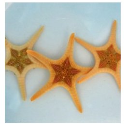 Iconaster longimanus (Albino) | piikkinahkainen | Akvaariok…