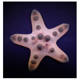 Protoreaster nodosus | piikkinahkainen | Akvaariokeidas