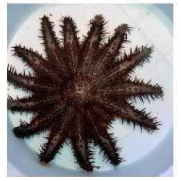 Acanthaster planci | piikkinahkainen | Akvaariokeidas