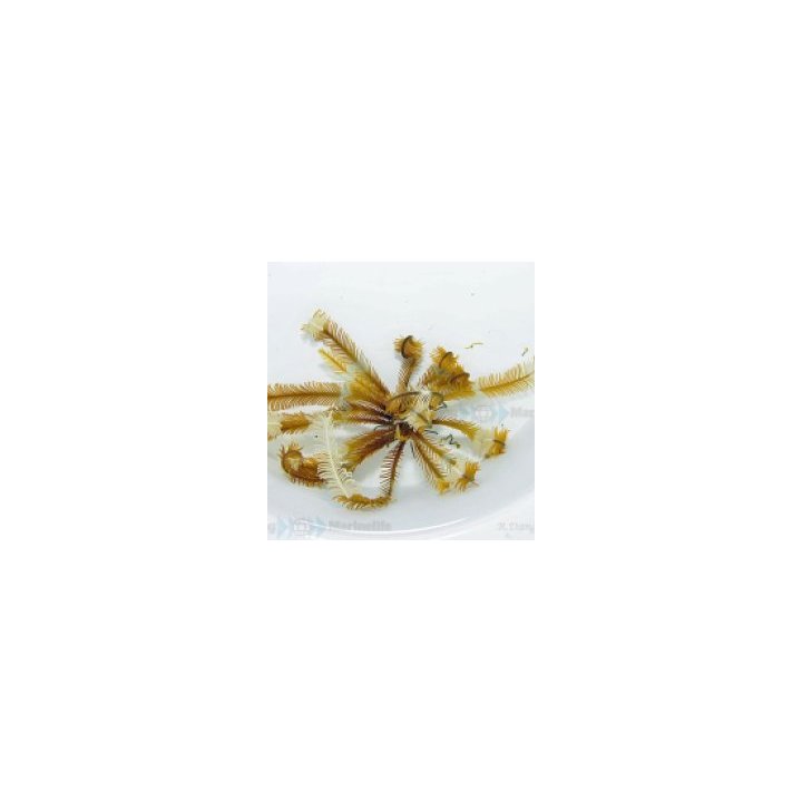 Comatula spp. (Yellowish) | piikkinahkainen | Akvaariokeidas