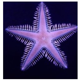 Astropecten polyacanthus | piikkinahkainen | Akvaariokeidas