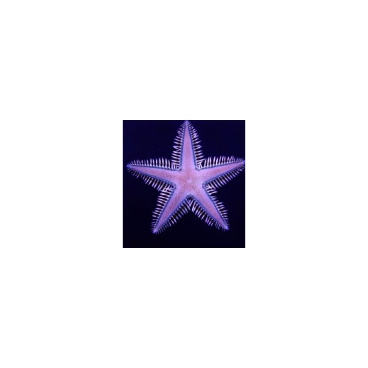 Astropecten polyacanthus | piikkinahkainen | Akvaariokeidas