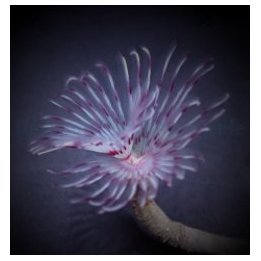 Sabellastarte spp. (Red-White) | putkimato | Akvaariokeidas