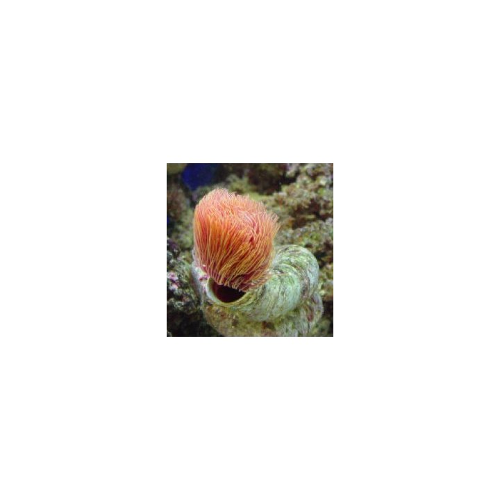Protula bispiralis (Orange) | putkimato | Akvaariokeidas