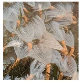 Bispira brunnea (White) | putkimato | Akvaariokeidas